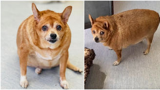 Cadela obesa, passa por processo para emagrecer; veja o antes e depois (Reprodução/Instagram/@muttvillesf)