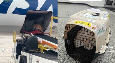 Cachorra surpreende todo mundo por ficar solta no bagageiro do avião
