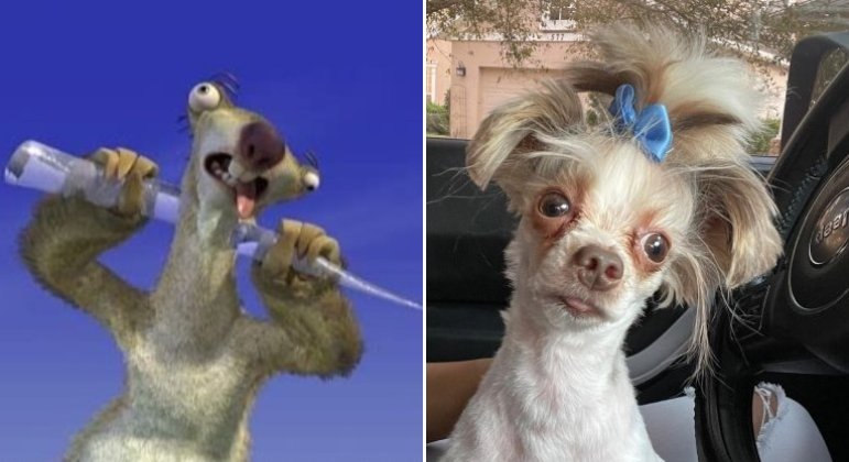 Cachorra voltou do tosador com a aparência de Sid, personagem de 'A Era do Gelo'