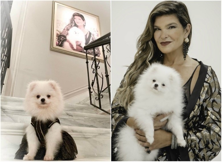 Sehen Sie die kleinen Hunde, die abwechselnd Lady Loren – Fotos spielen