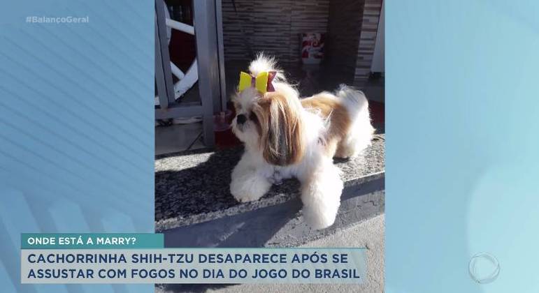 Tosador gera polêmica ao pintar cães para transformar visual dos animais -  RecordTV - R7 Balanço Geral