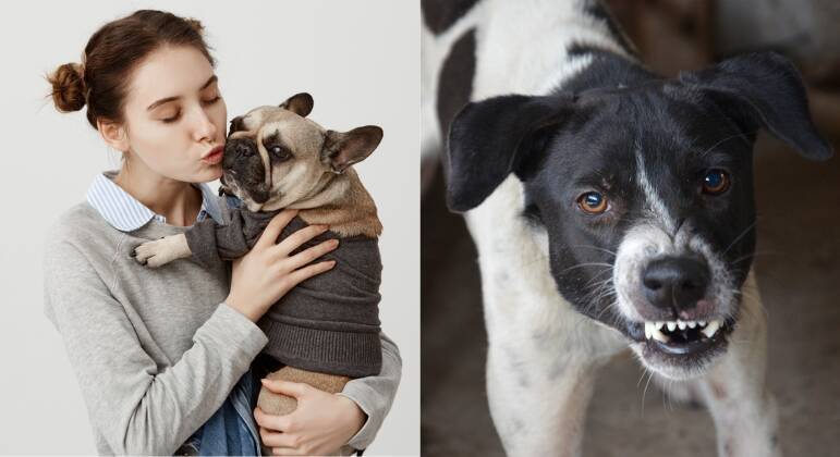 Pesquisa inédita revela que vira-lata é o cão preferido dos