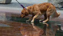 Donos de cães podem passar covid para seus pets, aponta estudo 