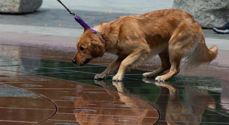Estudo mostra que animais de estimação podem contrair covid-19
