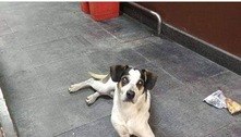 A vida animal e sua fragilidade: o que há por trás do cão agredido no Carrefour