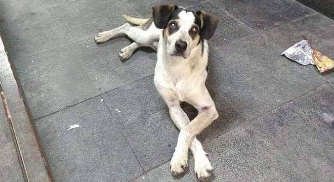 Foto da cadela antes de sofrer qualquer lesão Foto da cadela antes de sofrer qualquer lesão