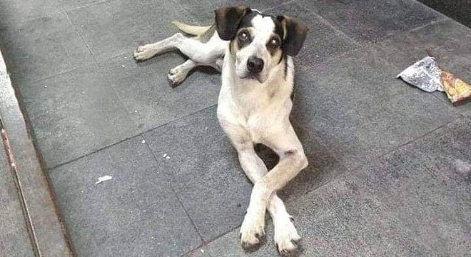 Foto da cadela antes de sofrer qualquer lesão