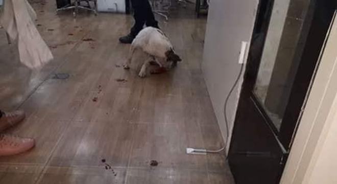 Após ferida e sangrando, cadela tentou buscar abrigo