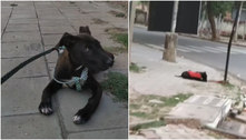 Equipe resgata cachorro preso em poste de rua, e motivo do abandono comove