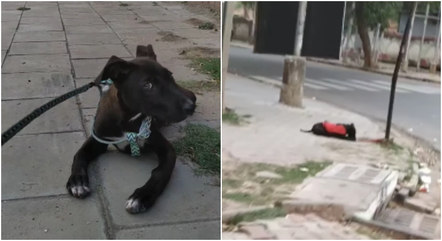 Cachorro preso em um poste na rua é resgatado