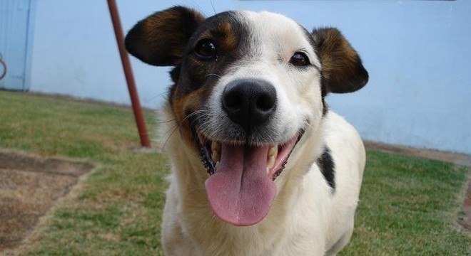 Cães conseguem distinguir alguns tipos de palavras ditas pelos humanos