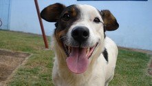 Cães diferenciam algumas palavras ditas por humanos, diz estudo 