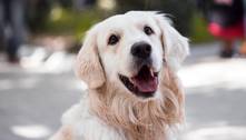 Prefeitura de São Paulo promove festa junina para incentivar adoção de cães e gatos 