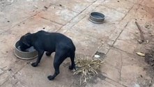 Vídeo: polícia resgata 9 cães abandonados em endereço nobre de Brasília