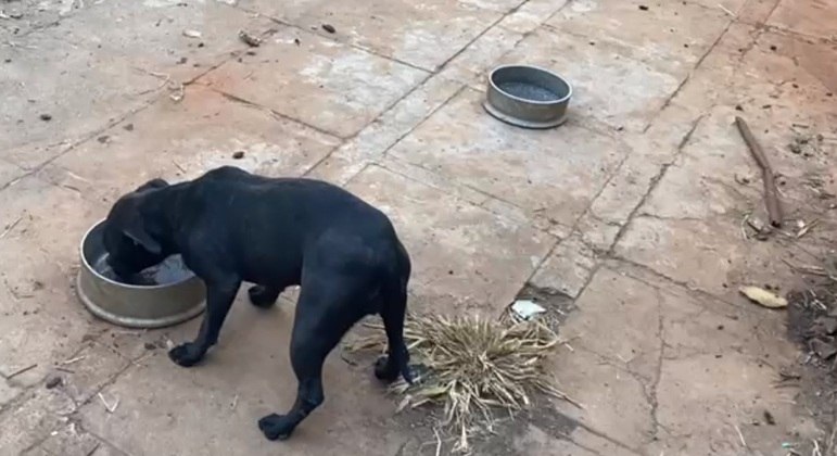 Cachorro abandonado bebe água após resgate