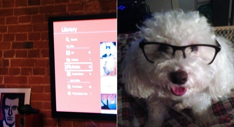 Cachorro foi acusado pelo tutor de ter comprados filmes adultos na Smart TV da casa