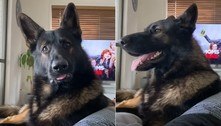 Cachorro fica alarmado ao escutar tutor mencionar a palavra 'cocaína'