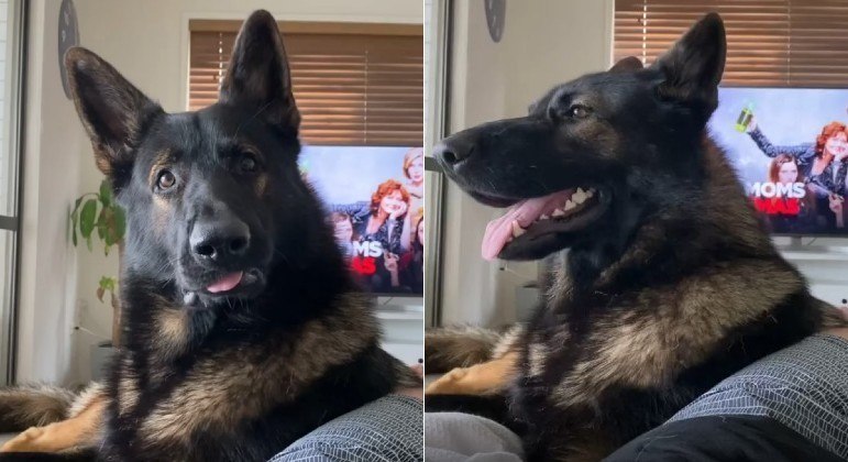 O cão acima ficou alarmado ao escutar o tutor citar a palavra cocaína em lista de compras