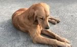 Uma golden retriever da cidade de Qidong, no leste da China, caminhou durante duas semanas tentando voltar sozinha para casa. A família de Ping An decidiu deixá-la com um amigo durante a reforma da residência, mas a cachorra fugiu do local e andou mais de 100 km para reencontrar os tutores. Veja a história!E mais: Cão veste smoking para conhecer nova família que não apareceu