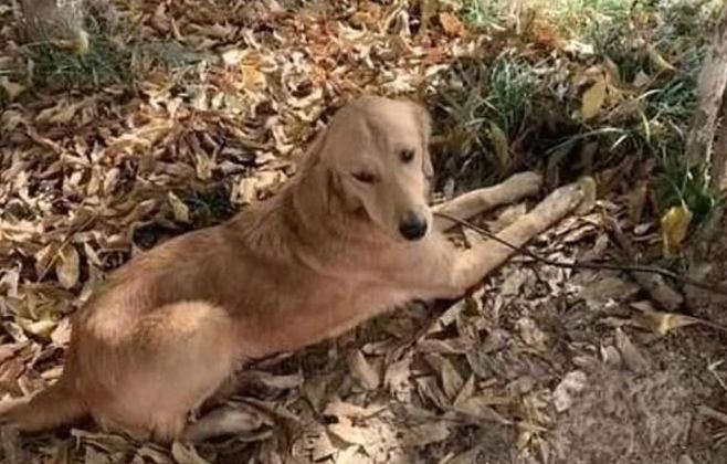 Mas ninguém esperava que a golden de 1 aninho voltaria o percurso a pé. Foram 14 dias buscando o caminho de casa