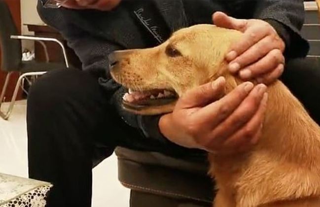 No mesmo dia, os tutores a reconheceram e correram para o reencontro cheio de beijos e abraços. Foram 4 meses de separação. Segundo o Daily Mail, a cachorra passou por uma consulta veterinária e está se recuperando da grande aventura