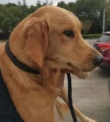 A viagem de carro para levar Ping An durou duas horas. Nantong, onde ficaria hospedada, estava a mais de 100 quilômetros (62 milhas) de distância