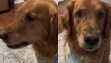 Cachorro arrota após pedido de tutora e viraliza nas redes sociais: 'Muito impressionante'