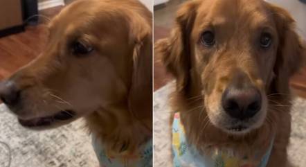 Cachorro arrota quando tutora pede