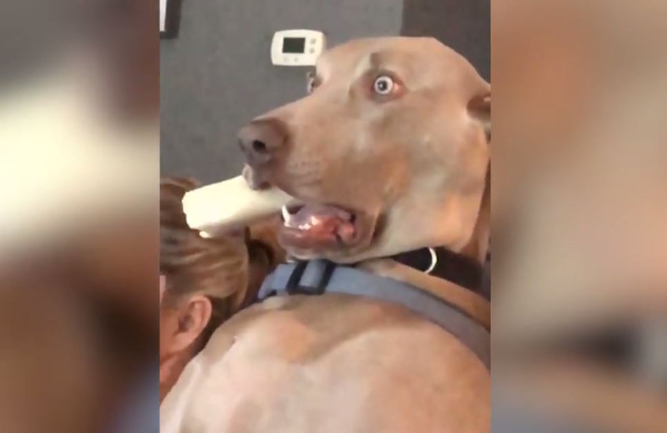 O cara que postou a foto mais assustadora de um cachorro já vista no grupo  de mascotes