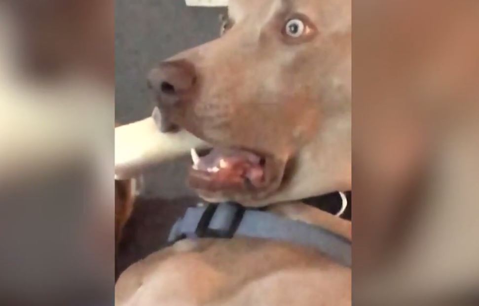 Estudante mostra cachorro mal-humorado e pet assusta web: 'tem uma energia  estranha'; assista