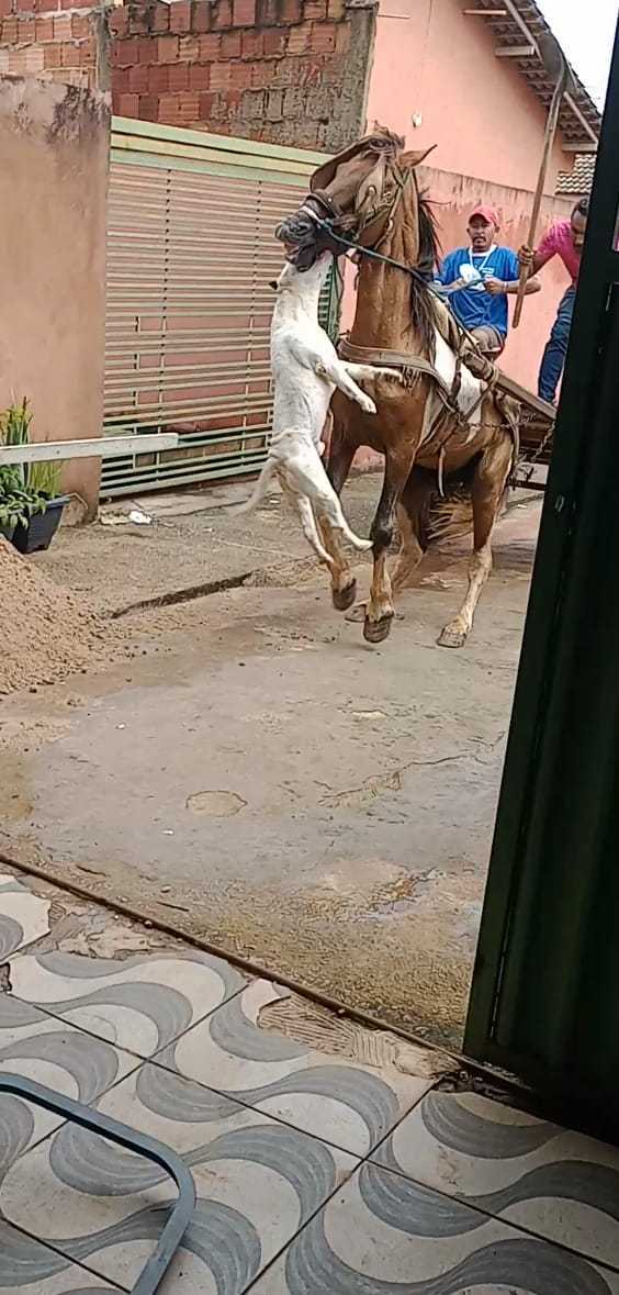VÍDEO: Cavalo é atacado por pit bull em cena desesperadora