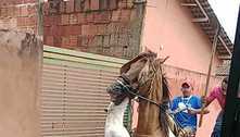Vídeo: pit bull ataca cavalo em condomínio no Entorno do DF