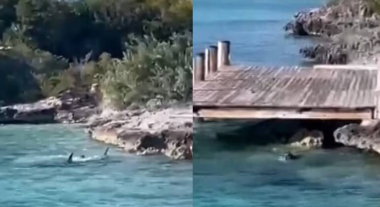 Cachorro pulou do deck para atacar tubarão-martelo