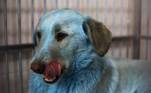 Um grupo de cachorros azuis foi encontrado em uma cidade russa e desde então é objeto de mistério entre veterinários