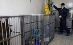 No hospital veterinário, localizado em uma cidade vizinha da região de Nizhny Novgorod, eles foram presos em gaiolas e devidamente alimentados e tratados