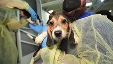 Organização nos EUA resgata 4 mil beagles que seriam vendidos para experimentos com remédios