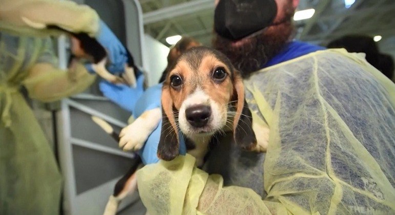 Organização resgata 4 mil beagles que seriam vendidos para experimentos com remédios