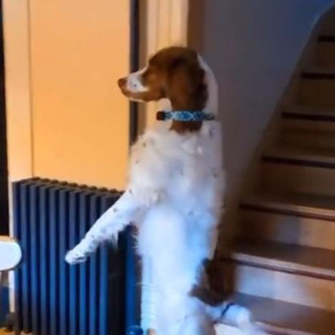 Dexter virou estrela instantânea no TikTok após exibir habilidades bípedes