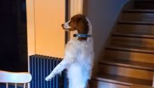 Cão aprende a andar sobre duas patas e vira estrela do TikTok
