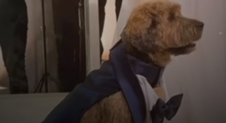 O cachorro  do casal foi convidado