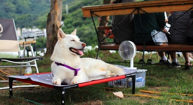 Cães podem ficar indispostos e até mudar o comportamento por causa do calor