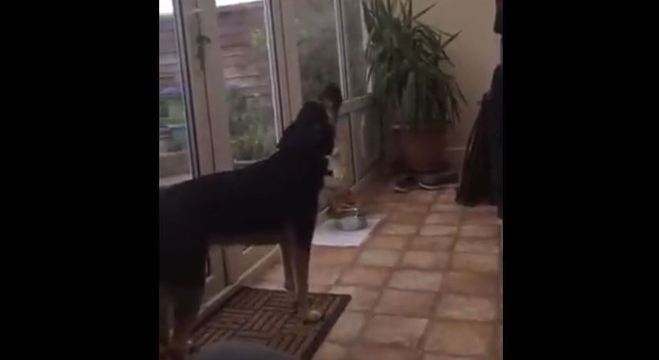 Esse dog é simplesmente impressionante