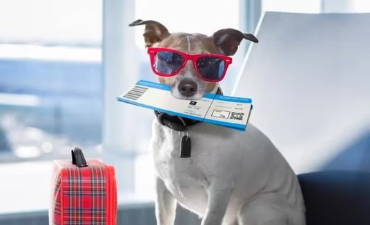 Serviço de bordo exclusivo para animais é inaugurado por companhia aérea (Pixabay/Só Notícia Boa)