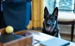 Além de Commander, os Bidens possuem outro cão pastor, Major, que chegou a viver na Casa Branca, no início de 2021, mas precisou ser levado de volta a Delaware após avançar contra um funcionário da residência presidencial