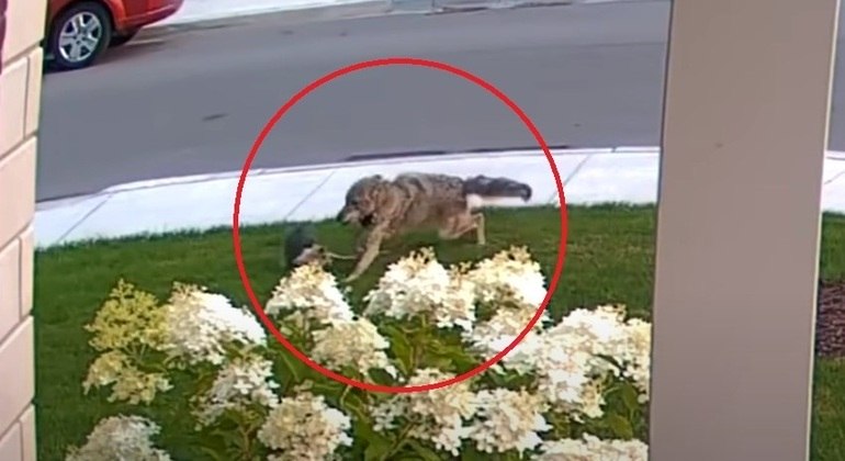 A yorkshire mostrou que o que tem de pequena, tem de corajosa