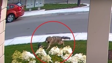 Cachorrinha corajosa salva dona de 10 anos de ataque de coiote
