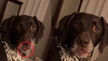 Cachorro com 'lábios humanos' diverte a internet ao fazer biquinho