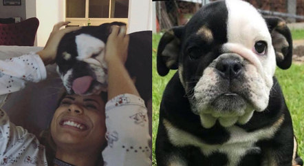 Cachorro de Lexa e Guimê morre durante briga por guarda dos pets