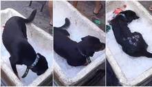 Cachorro entra em isopor com gelo para se refrescar do calor no Rio e viraliza nas redes