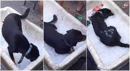 Cachorro deita em isopor com gelo para se refrescar